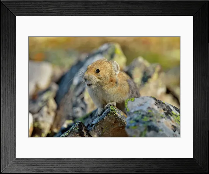 Framed Print : American pika (Ochotona princeps), Peter Lougheed Provincial Park, Alberta, Canada Framed Print : American pika (Ochotona princeps), Peter Lougheed Provincial Park, Alberta, Canada