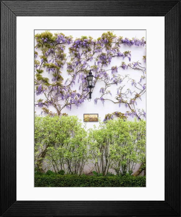 Framed Print : Blooming wisteria on Westcott Lodge in Furnivall Gardens, Hammersmith, London, England