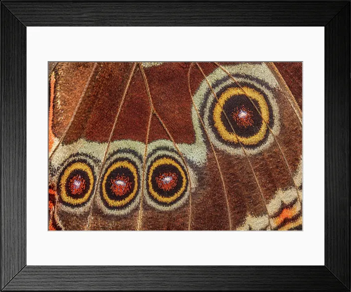Framed Print : Blue Morpho (Morpho menelaus) Butterfly Wing Abstract, Costa Rica Framed Print : Blue Morpho (Morpho menelaus) Butterfly Wing Abstract, Costa Rica