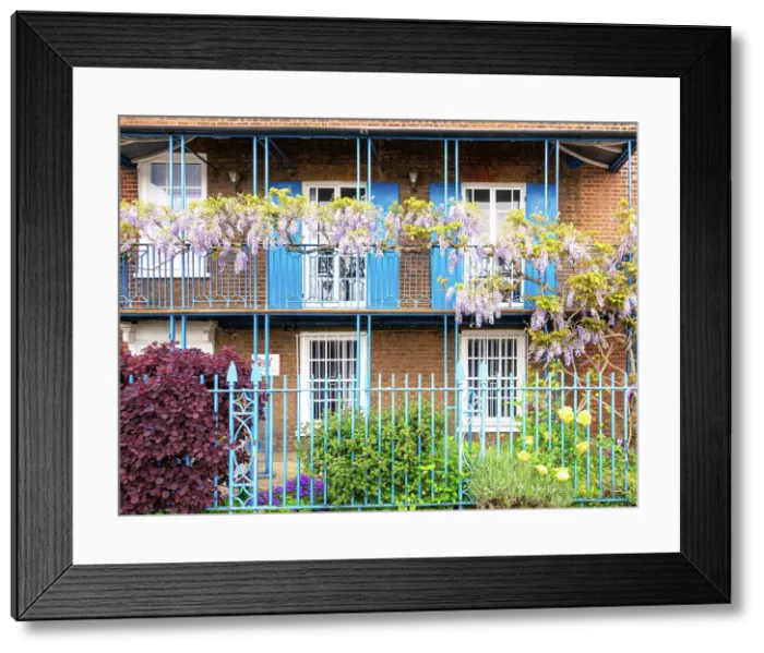Framed Print : Wisteria in bloom on a house in Chiswick, London, England Framed Print : Wisteria in bloom on a house in Chiswick, London, England