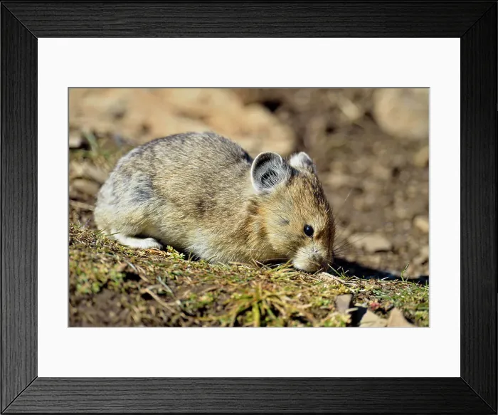 Framed Print : American pika (Ochotona princeps), Peter Lougheed Provincial Park, Alberta, Canada Framed Print : American pika (Ochotona princeps), Peter Lougheed Provincial Park, Alberta, Canada