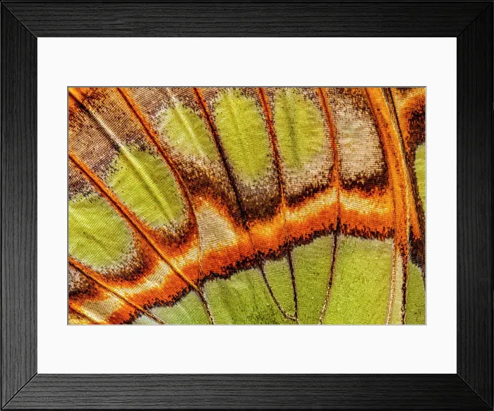 Framed Print : Malachite (Siproeta stelenes) Butterfly wing abstract, Costa Rica Framed Print : Malachite (Siproeta stelenes) Butterfly wing abstract, Costa Rica