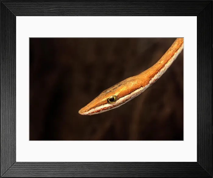Framed Print : Brown Vinesnake (Oxybelis aeneus), Costa Rica Framed Print : Brown Vinesnake (Oxybelis aeneus), Costa Rica