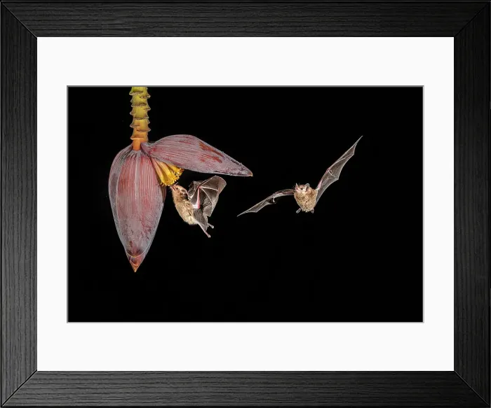 Framed Print : Orange Nectar Bat (Lonchophylla robusta), Boca Tapada, Alajuela, Costa Rica Framed Print : Orange Nectar Bat (Lonchophylla robusta), Boca Tapada, Alajuela, Costa Rica