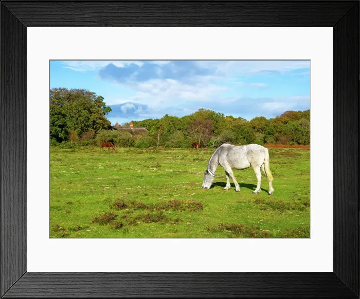 Framed Print : New Forest ponies grazing on the moors near Brockenhurst village, New Forest National Park, Hampshire, England Framed Print : New Forest ponies grazing on the moors near Brockenhurst village, New Forest National Park, Hampshire, England