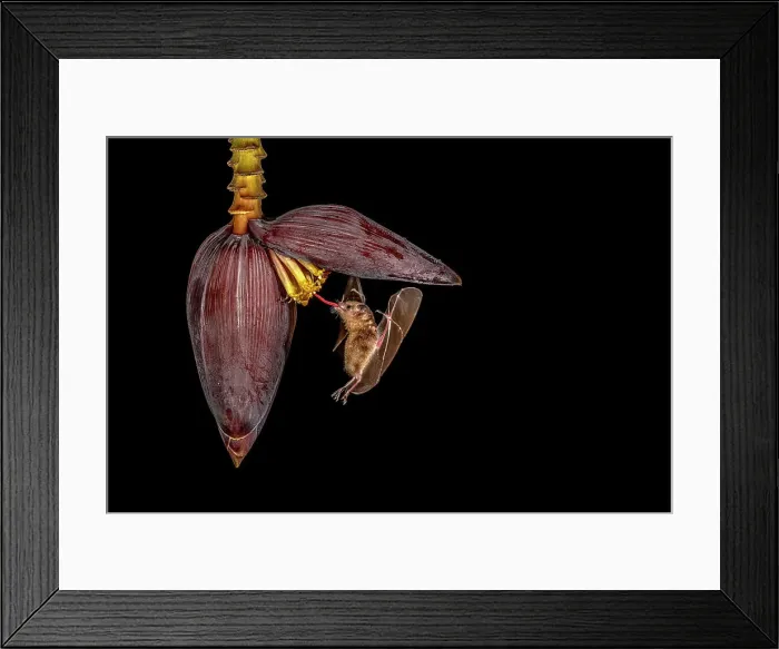 Framed Print : Orange Nectar Bat (Lonchophylla robusta), Boca Tapada, Alajuela, Costa Rica Framed Print : Orange Nectar Bat (Lonchophylla robusta), Boca Tapada, Alajuela, Costa Rica
