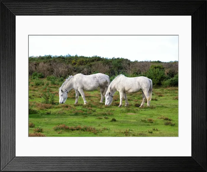 Framed Print : New Forest ponies grazing on the moors near Brockenhurst village, New Forest National Park, Hampshire, England Framed Print : New Forest ponies grazing on the moors near Brockenhurst village, New Forest National Park, Hampshire, England