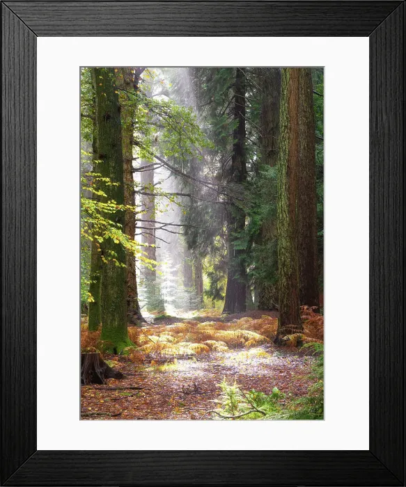 Framed Print : Blackwater Tall Trees trail in New Forest National Park, Hampshire, England Framed Print : Blackwater Tall Trees trail in New Forest National Park, Hampshire, England