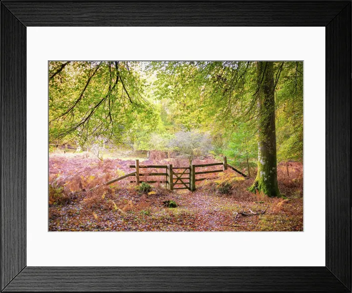 Framed Print : Autumnal colours in Bolderwood, New Forest National Park, Hampshire, England Framed Print : Autumnal colours in Bolderwood, New Forest National Park, Hampshire, England