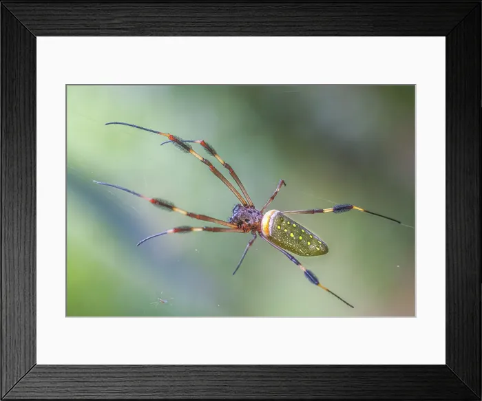 Framed Print : Golden Silk Orb-weaver (Trichonephila clavipes), Costa Rica Framed Print : Golden Silk Orb-weaver (Trichonephila clavipes), Costa Rica