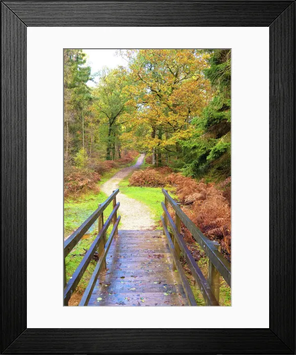 Framed Print : A path in Bolderwood, New Forest National Park, Hampshire, England