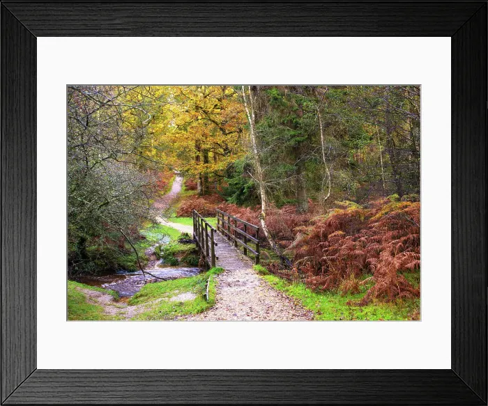 Framed Print : Autumnal colours in Bolderwood, New Forest National Park, Hampshire, England Framed Print : Autumnal colours in Bolderwood, New Forest National Park, Hampshire, England