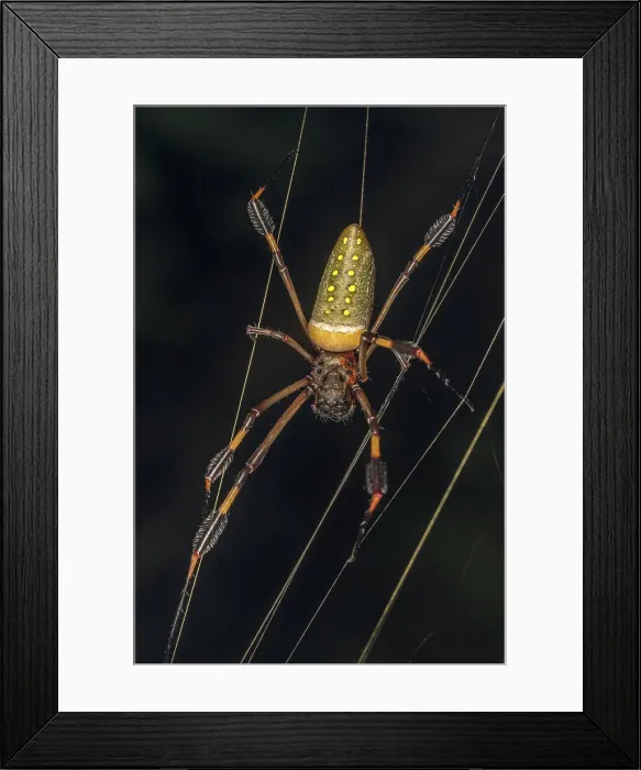 Framed Print : Golden Silk Orb Weaver (Nephila clavipes), Costa Rica Framed Print : Golden Silk Orb Weaver (Nephila clavipes), Costa Rica