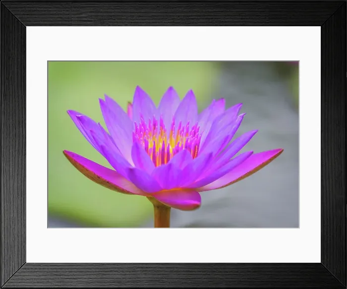 Framed Print : Water Lily, Boca Tapada, Costa Rica Framed Print : Water Lily, Boca Tapada, Costa Rica