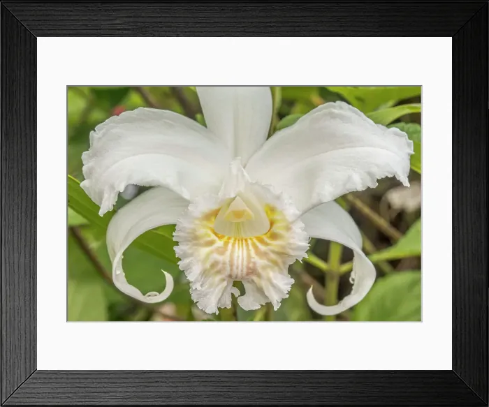 Framed Print : Orchid (Sobralia citrea), Costa Rica Framed Print : Orchid (Sobralia citrea), Costa Rica