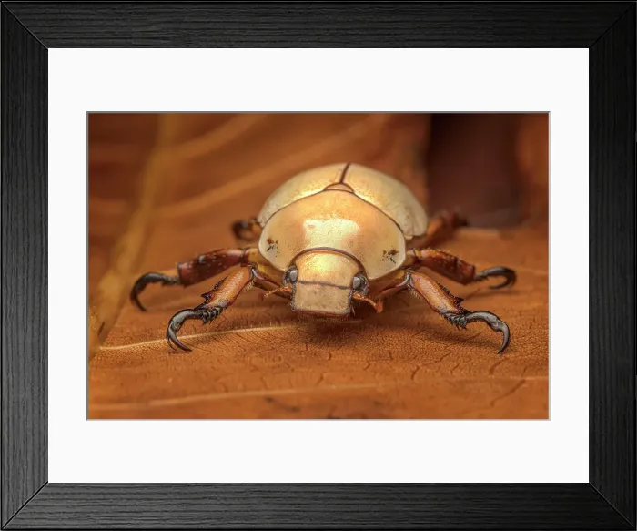 Framed Print : Flower Beetle, Boca Tapada, Costa Rica