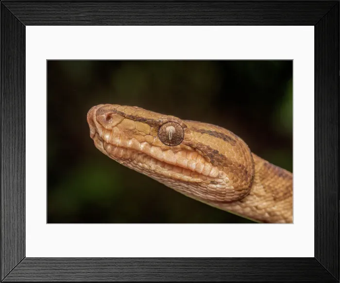 Framed Print : Ringed Tree Boa (Corallus annulatus), Costa Rica Framed Print : Ringed Tree Boa (Corallus annulatus), Costa Rica