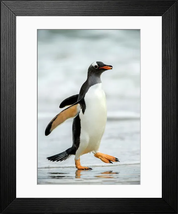 Framed Print : Gentoo penguin (Psygoscelis papua) Emerging from surf to return to colony, Saunders Island, West Falkland, Falkland Islands Framed Print : Gentoo penguin (Psygoscelis papua) Emerging from surf to return to colony, Saunders Island, West Falkland, Falkland Islands