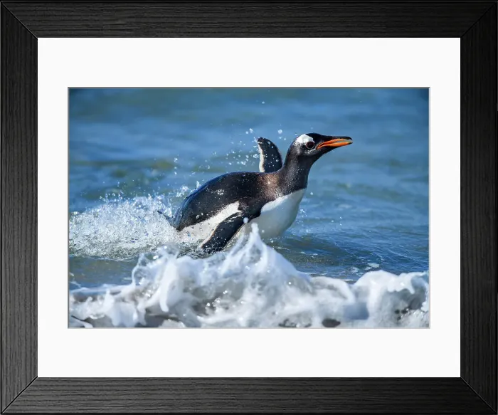 Framed Print : Gentoo penguin (Psygoscelis papua) Emerging from surf to return to colony, Sea Lion Island, East Falkland, Falkland Islands Framed Print : Gentoo penguin (Psygoscelis papua) Emerging from surf to return to colony, Sea Lion Island, East Falkland, Falkland Islands