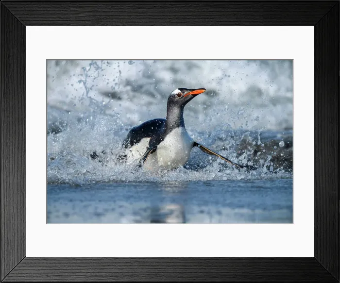 Framed Print : Gentoo penguin (Psygoscelis papua) Emerging from surf to return to colony, Sea Lion Island, East Falkland, Falkland Islands Framed Print : Gentoo penguin (Psygoscelis papua) Emerging from surf to return to colony, Sea Lion Island, East Falkland, Falkland Islands
