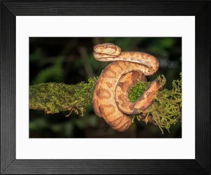 Framed Print : Ringed Tree Boa (Corallus annulatus), Costa Rica Framed Print : Ringed Tree Boa (Corallus annulatus), Costa Rica