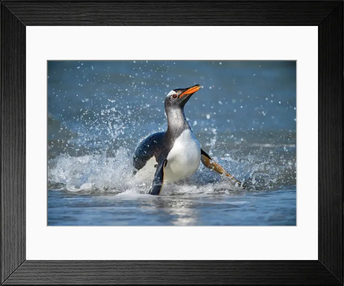 Framed Print : Gentoo penguin (Psygoscelis papua) Emerging from surf to return to colony, Sea Lion Island, East Falkland, Falkland Islands Framed Print : Gentoo penguin (Psygoscelis papua) Emerging from surf to return to colony, Sea Lion Island, East Falkland, Falkland Islands