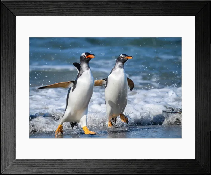 Framed Print : Gentoo penguin (Psygoscelis papua) Emerging from surf to return to colony, Sea Lion Island, East Falkland, Falkland Islands Framed Print : Gentoo penguin (Psygoscelis papua) Emerging from surf to return to colony, Sea Lion Island, East Falkland, Falkland Islands