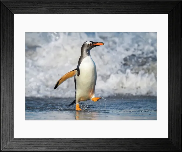 Framed Print : Gentoo penguin (Psygoscelis papua) Emerging from surf to return to colony, Sea Lion Island, East Falkland, Falkland Islands Framed Print : Gentoo penguin (Psygoscelis papua) Emerging from surf to return to colony, Sea Lion Island, East Falkland, Falkland Islands