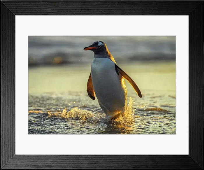 Framed Print : Gentoo penguin (Psygoscelis papua), Sea Lion Island, East Falkland, Falkland Islands Framed Print : Gentoo penguin (Psygoscelis papua), Sea Lion Island, East Falkland, Falkland Islands