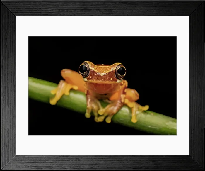 Framed Print : Hourglass Tree Frog (Dendropsophus ebraccatus), Costa Rica Framed Print : Hourglass Tree Frog (Dendropsophus ebraccatus), Costa Rica