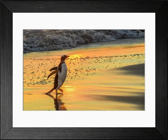 Framed Print : Beach and surf at sunset, with emerging gentoo penguin, Sea Lion Island, West Falkland, Falkland Islands Framed Print : Beach and surf at sunset, with emerging gentoo penguin, Sea Lion Island, West Falkland, Falkland Islands