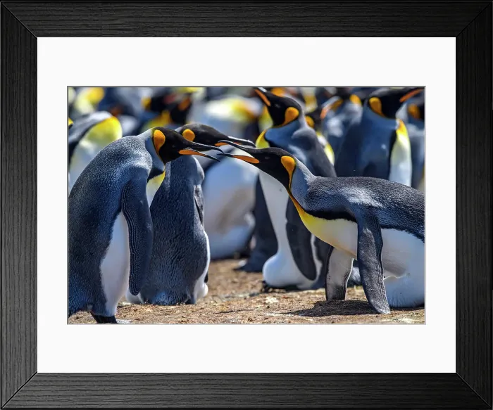 Framed Print : King penguin (Aptenodytes patagonicus), Volunteer Point, East Falkland, Falkland Islands Framed Print : King penguin (Aptenodytes patagonicus), Volunteer Point, East Falkland, Falkland Islands