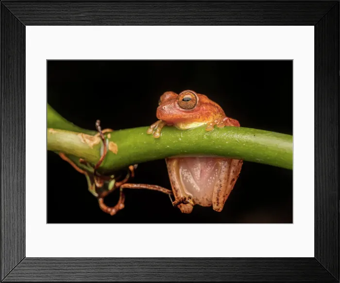 Framed Print : Dendrosophus sp. Tree Frog, Costa Rica Framed Print : Dendrosophus sp. Tree Frog, Costa Rica