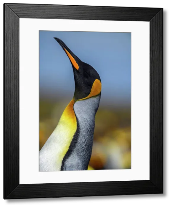 Framed Print : King penguin (Aptenodytes patagonicus), Volunteer Point, East Falkland, Falkland Islands Framed Print : King penguin (Aptenodytes patagonicus), Volunteer Point, East Falkland, Falkland Islands