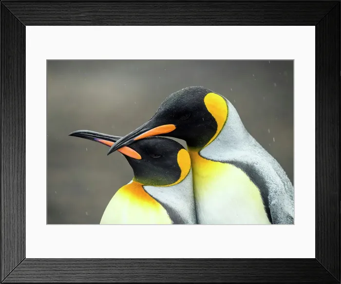 Framed Print : King penguin (Aptenodytes patagonicus), Saunders Island, West Falkland, Falkland Islands Framed Print : King penguin (Aptenodytes patagonicus), Saunders Island, West Falkland, Falkland Islands
