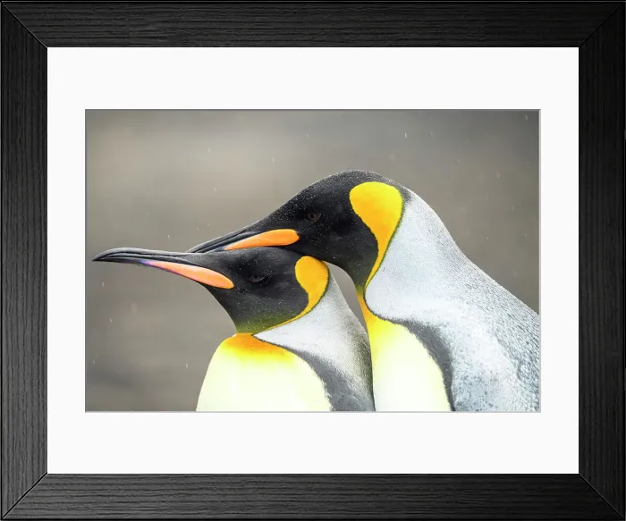 Framed Print : King penguin (Aptenodytes patagonicus), Saunders Island, West Falkland, Falkland Islands Framed Print : King penguin (Aptenodytes patagonicus), Saunders Island, West Falkland, Falkland Islands