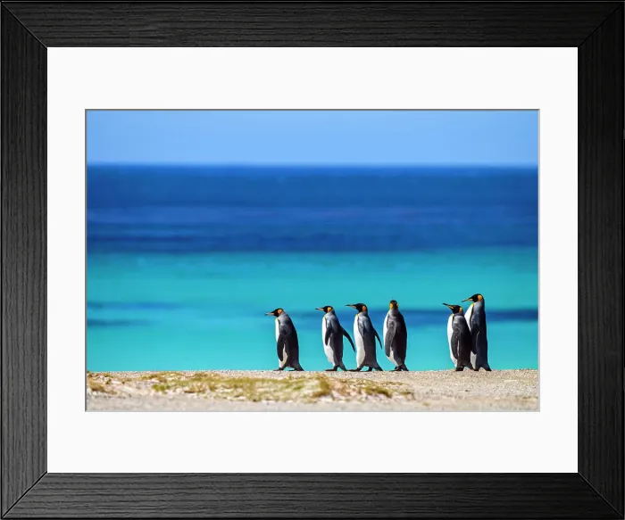 Framed Print : King penguin (Aptenodytes patagonicus), Volunteer Point, East Falkland, Falkland Islands Framed Print : King penguin (Aptenodytes patagonicus), Volunteer Point, East Falkland, Falkland Islands