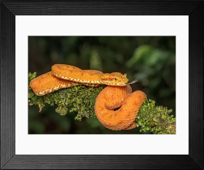 Framed Print : Eyelash Viper (Bothriechis schlegelii) orange phase in Lowland Caribbean Rainforest habitat, Boca Tapada, Costa Rica Framed Print : Eyelash Viper (Bothriechis schlegelii) orange phase in Lowland Caribbean Rainforest habitat, Boca Tapada, Costa Rica