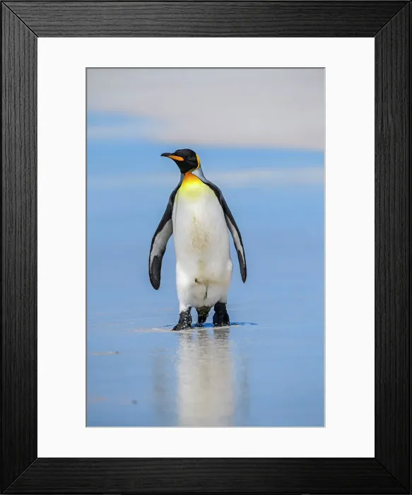 Framed Print : King penguin (Aptenodytes patagonicus), Volunteer Point, East Falkland, Falkland Islands Framed Print : King penguin (Aptenodytes patagonicus), Volunteer Point, East Falkland, Falkland Islands