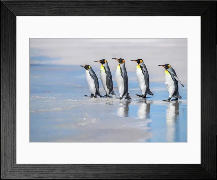 Framed Print : King penguin (Aptenodytes patagonicus), Volunteer Point, East Falkland, Falkland Islands Framed Print : King penguin (Aptenodytes patagonicus), Volunteer Point, East Falkland, Falkland Islands