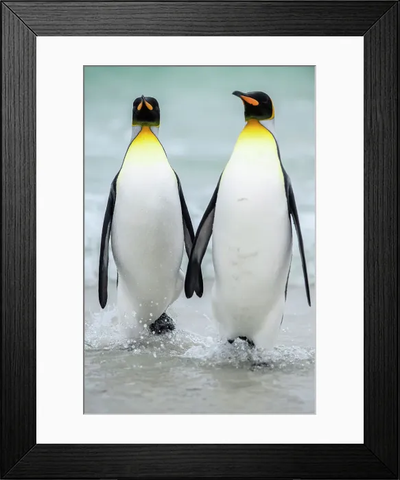 Framed Print : King penguin (Aptenodytes patagonicus), Saunders Island, West Falkland, Falkland Islands