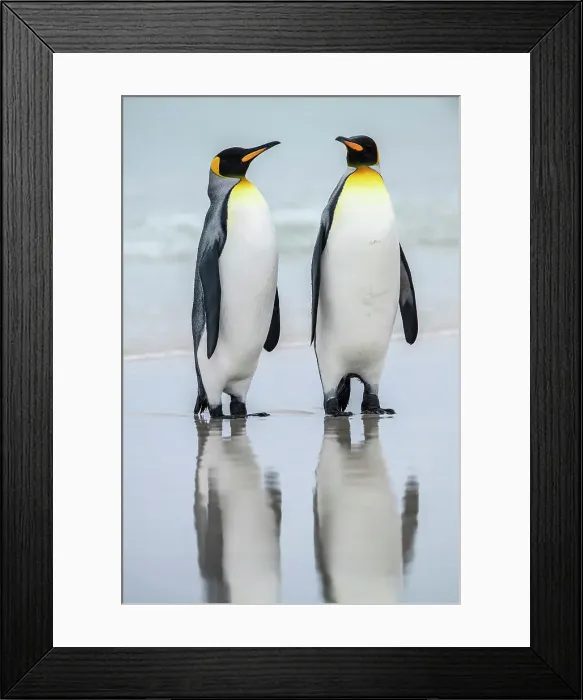 Framed Print : King penguin (Aptenodytes patagonicus), Saunders Island, West Falkland, Falkland Islands Framed Print : King penguin (Aptenodytes patagonicus), Saunders Island, West Falkland, Falkland Islands