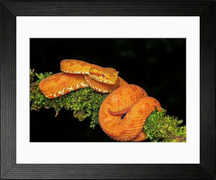 Framed Print : Eyelash Viper (Bothriechis schlegelii) orange phase in Lowland Caribbean Rainforest habitat, Boca Tapada, Costa Rica Framed Print : Eyelash Viper (Bothriechis schlegelii) orange phase in Lowland Caribbean Rainforest habitat, Boca Tapada, Costa Rica