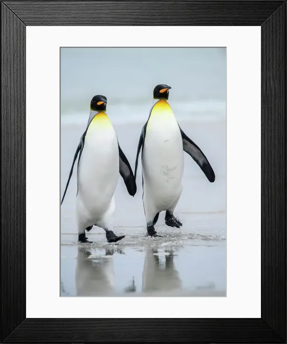 Framed Print : King penguin (Aptenodytes patagonicus), Saunders Island, West Falkland, Falkland Islands Framed Print : King penguin (Aptenodytes patagonicus), Saunders Island, West Falkland, Falkland Islands