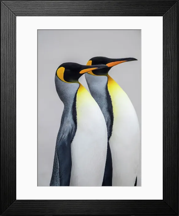 Framed Print : King penguin (Aptenodytes patagonicus), Saunders Island, West Falkland, Falkland Islands Framed Print : King penguin (Aptenodytes patagonicus), Saunders Island, West Falkland, Falkland Islands