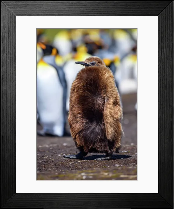 Framed Print : King penguin (Aptenodytes patagonicus) Juvenile, Volunteer Point, East Falkland, Falkland Islands Framed Print : King penguin (Aptenodytes patagonicus) Juvenile, Volunteer Point, East Falkland, Falkland Islands