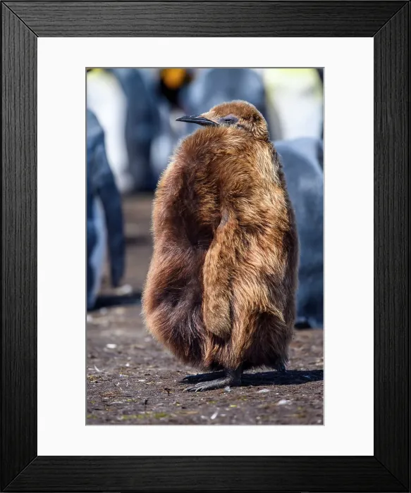 Framed Print : King penguin (Aptenodytes patagonicus) Juvenile, Volunteer Point, East Falkland, Falkland Islands Framed Print : King penguin (Aptenodytes patagonicus) Juvenile, Volunteer Point, East Falkland, Falkland Islands