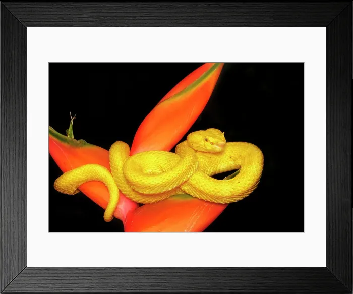 Framed Print : Eyelash Viper (Bothriechis schlegelii) yellow phase in Lowland Caribbean Rainforest habitat, Boca Tapada, Costa Rica Framed Print : Eyelash Viper (Bothriechis schlegelii) yellow phase in Lowland Caribbean Rainforest habitat, Boca Tapada, Costa Rica