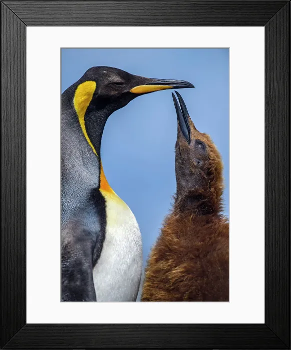 Framed Print : King penguin (Aptenodytes patagonicus) Juvenile begging for food from adult, Volunteer Point, East Falkland, Falkland Islands