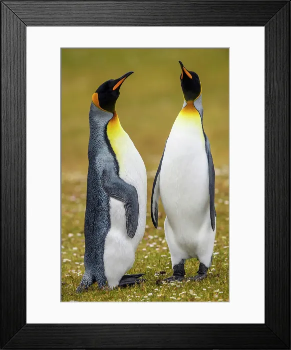 Framed Print : King penguin (Aptenodytes patagonicus), Saunders Island, West Falkland, Falkland Islands Framed Print : King penguin (Aptenodytes patagonicus), Saunders Island, West Falkland, Falkland Islands
